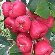 Red Rose Apple Fruit Seeds for Planting – Heirloom Non-GMO High Germination Organic Garden Seeds