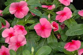 pink vinca flower seeds