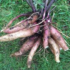 Yacon Seeds (Smallanthus sonchifolius) Seeds for Planting – Heirloom Non-GMO Organic Garden Seeds for Planting High Germination