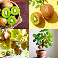 Mixed Kiwi Fruit Seeds – Heirloom, Non-GMO, High Germination Organic Garden Seeds for Planting