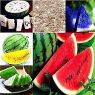 Gemischte Wassermelonenkerne, samenecht, gentechnikfrei, hohe Keimfähigkeit, Bio-Gartensamen zum Pflanzen