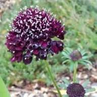 Black Scabiosa Flower Seeds for Planting – Heirloom, Non-GMO High Germination Organic Garden Seeds