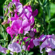 Pink Sweet Pea Flower Seeds Heirloom Non-GMO High Germination Organic Garden Seeds