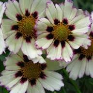 White Coreopsis Flower Seeds Heirloom Non-GMO High Germination Organic Garden Seeds for Planting