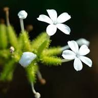 Plumbago Flower Seeds White – Heirloom Non-GMO High Germination Organic Garden Seeds