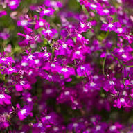 Lobelia Regatta Pink Flower Seeds Heirloom Non-GMO High Germination Organic Garden Seeds for Planting