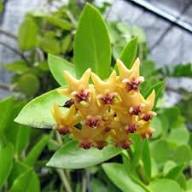 Hoya Carnosa Flower Seeds Yellow – Heirloom Non-GMO High Germination Organic Garden Seeds