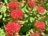 Red Rhodiola Rosea Flower Seeds for Planting – Heirloom Non-GMO High Germination Organic Garden Seeds
