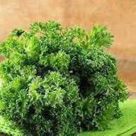 Parsley Vegetable Seeds Heirloom Non-GMO High Germination Organic Garden Seeds for Planting