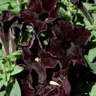 Chocolate Petunia Flower Seeds for Planting – Heirloom Non-GMO High Germination Seeds