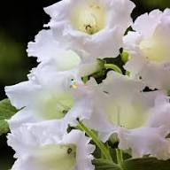 Gloxinia Flower Seeds White – Heirloom, Non-GMO, High Germination Organic Garden Seeds