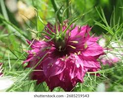 Pink Nigella Damascene Flower Seeds – Heirloom, Non-GMO, High Germination Organic Garden Seeds for Planting