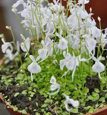 White Utricularia Sandersonii Flower Seeds – Heirloom, Non-GMO, High Germination Organic Garden Seeds