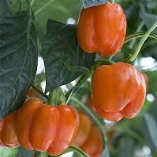 Pfeffer Orange Pflanzensamen – Alte Sorte, gentechnikfrei, hohe Keimrate, Bio-Gartensamen für die Aussaat
