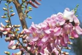 Pink Gliricidia Blumensamen – alte Sorte, gentechnikfrei, keimstark, Bio-Gartensamen zum Pflanzen