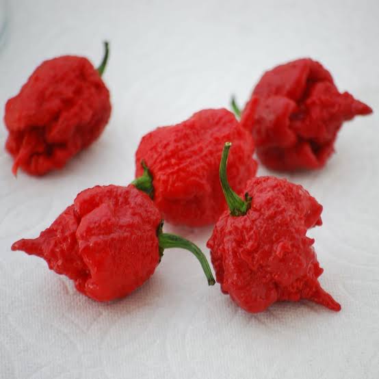 Semillas de Pimiento Amarillo – Cimarrón, No-Transgénicas, Alta Germinación, Semillas Orgánicas para Jardín
