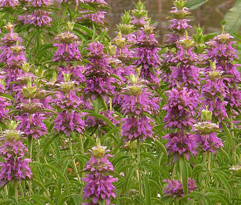 Lemon Mint Monarda Citriodora Perennial Flower Seeds for Planting – Heirloom, Non-GMO