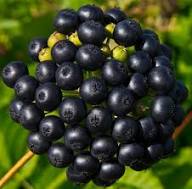 Black Sarsaparilla Seeds Heirloom Non-GMO High Germination Organic Garden Seeds for Planting