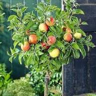 Grüne Bonsai Apfelbaum Samen, samenecht, gentechnikfrei, hohe Keimrate, Bio-Gartensamen zum Pflanzen