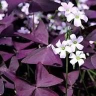 Purple Oxalis Versicolor Flower Seeds Heirloom Non-GMO High Germination Organic Garden Seeds for Planting