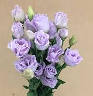 Purple Lisianthus Flower Seeds – Heirloom, Non-GMO, High Germination Organic Garden Seeds for Planting Seeds for Planting