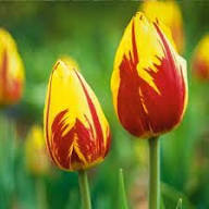 Tulip Flower Seeds Yellow Red Heirloom Non-GMO High Germination Organic Garden Seeds