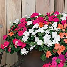 impatiens accent flower seeds