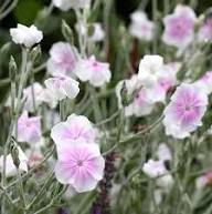 Pink White Lychnis Flower Seeds Heirloom Non-GMO High Germination Organic Garden Seeds for Planting