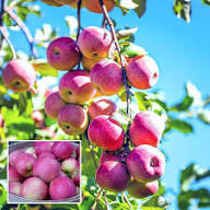 Pink Apple Tree Seeds Heirloom Non-GMO High Germination Organic Garden Seeds for Planting