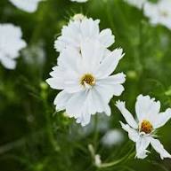 Semillas de Cosmos Blancas de Herencia No Transgénicas de Alta Germinación Semillas Orgánicas para Jardín