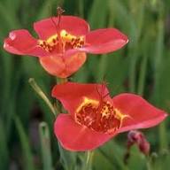 Tigridia Flower Seeds Heirloom Non-GMO High Germination Organic Garden Seeds for Planting