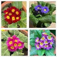 Semillas Mixtas de Flores de Primula – Variedad Antigua, No OGM, Alta Germinación, Semillas Orgánicas de Jardín para Sembrar