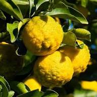 Green Yellow Bergamot Seeds Heirloom Non-GMO High Germination Organic Garden Seeds for Planting