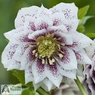 Purple Helleborus Orientalis Flower Seeds Heirloom Non-GMO High Germination Organic Garden Seeds for Planting