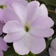 Semillas de flor de impatiens lavanda – Herencia, no transgénicas, alta germinación