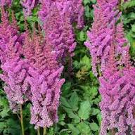 Astilbe Flowers Seeds Pink Heirloom Non-GMO High Germination Organic Garden Seeds for Planting
