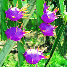 Blue Pitaya Fruit Seeds for Planting – Mixed Varieties Heirloom Non-GMO High Germination Organic Garden Seeds
