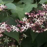 White Clerodendron Trichotomum Flower Seeds Heirloom Non-GMO High Germination Organic Garden Seeds for Planting