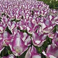 Purple Tulips Flower Seeds Heirloom Non-GMO High Germination Organic Garden Seeds for Planting