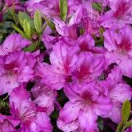 Pink Rhododendron Schlippenbachii Flower Seeds for Planting – Heirloom Non-GMO High Germination Organic Garden Seeds