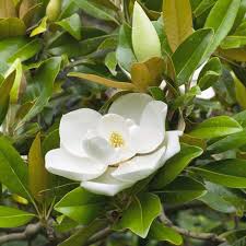 White Michelia Flower Seeds for Planting Heirloom Non-GMO High Germination Organic Garden Seeds