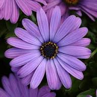 Purple Osteospermum Flower Seeds Heirloom Non-GMO High Germination Organic Garden Seeds for Planting