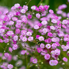 gypsophila gypsy flower seeds