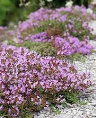 Purple Thymus Serpyllum Flower Seeds Heirloom Non-GMO High Germination Organic Garden Seeds