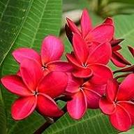 Red Plumeria Flower Seeds Heirloom Non-GMO High Germination Organic Garden Seeds