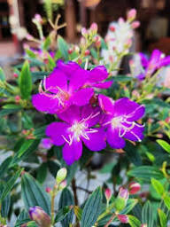 Lila-Pinke Streptocarpus-Blumensamen zum Pflanzen – Alte Sorte, gentechnikfrei, hohe Keimfähigkeit, Bio-Gartensamen