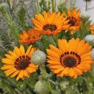 Yellow Venidium Flower Seeds – Heirloom Non-GMO Organic Garden Seeds
