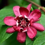 Pink Calycanthus Flower Seeds – Heirloom, Non-GMO, High Germination Organic Garden Seeds for Planting