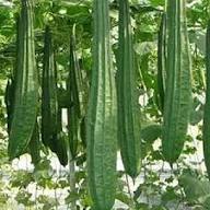 Luffa Seeds – Heirloom Non-GMO High Germination Organic Garden Seeds