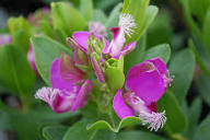 Pink Polygala Flower Seeds – Seeds for Planting, Heirloom, Non-GMO, High Germination Organic Garden Seeds